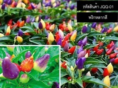 เมล็ดพันธุ์พริกหลากสี(จำหน่ายเมล็ดพันธุ์นำเข้าคุณภาพดี)