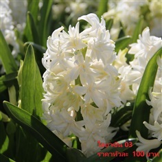 Hyacinthus Madame Sophie