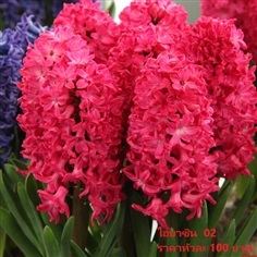 Hyacinthus Jan Bos