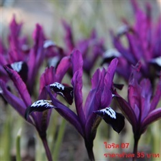iris-reticulata-pauline