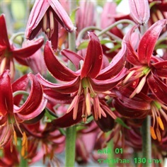 lilium-martagon-claude-shride