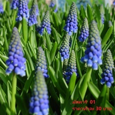 muscari-armeniacum