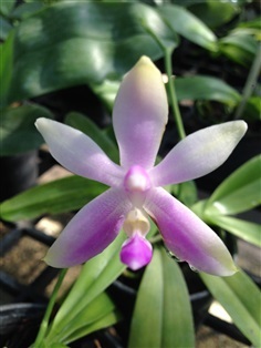 กล้วยไม้ Phalaenopsis violacea var. mentawai