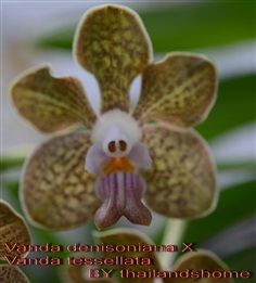 กล้วยไม้ Vanda denisoniana X Vanda tessellata