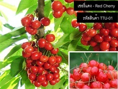 เมล็ดพันธุ์เชอรี่แดง(จำหน่ายเมล็ดพันธุ์นำเข้าคุณภาพดี)