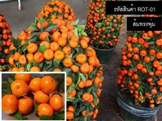 เมล็ดพันธุ์ส้มทรงพุ่ม(จำหน่ายเมล็ดพันธุ์นำเข้าคุณภาพดี)