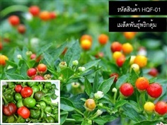 เมล็ดพันธุ์พริกตุ้ม พริกตุ้มระยอง(จำหน่ายเมล็ดพันธุ์คุณภาพดี