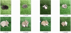 ขายกระต่าย ND กระต่ายแคระ