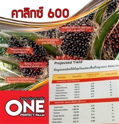 ปาล์มน้ำมัน คาลิกซ์600(calix600)