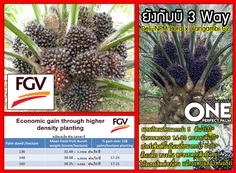 ปาล์มน้ำมัน ยังกัมบิ 3 สาย (ยังกัมบิ 3 Way ,Yangambi 3 Way)