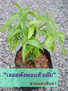 เสลดพังพอนตัวเมีย