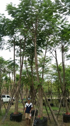 ขายต้นหางนกยูงฝรั่ง 9-10 นิ้ว สูง 6 เมตร