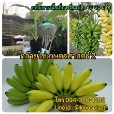 กล้วยไข่เกษตรศาสตร์2 ถาดหลุม 