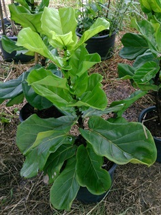 ต้นไทรใบสัก  ไทรใบซอ ไทรใบยอ หรือ  fiddle leaf fig tree