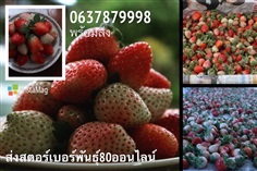 สตรอเบอร์รี่พันธุ์80