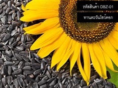 เมล็ดพันธุ์ทานตะวันดอกใหญ่ ซอง/กิโลกรัม จำหน่ายเมล็ดพันธุ์ดี