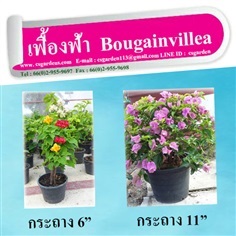  เฟื่องฟ้า  Bougainvillea