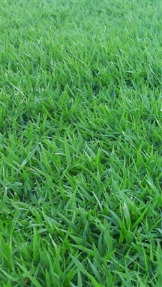 หญ้าปูสนาม