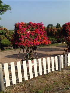เฟื้องฟ้า  Bougainvillea