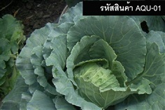 เมล็ดพันธุ์ปูเล่สีเขียว (จำหน่ายเมล็ดพันธุ์คุณภาพดี)