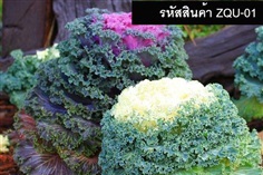 เมล็ดพันธุ์ปูเล่สีขาว (จำหน่ายเมล็ดพันธุ์คุณภาพดี)