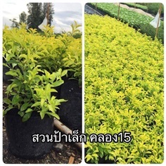 เทียนทอง