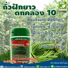 ถั่วฝักยาวดกคลอง10