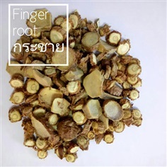 กระชาย-Finger Root