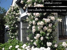 จำหน่ายเมล็ดพันธุ์กุหลาบเลื้อยสีขาว (นำเข้าคุณภาพดี)