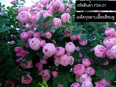  จำหน่ายเมล็ดพันธุ์กุหลาบเลื้อยสีชมพู (นำเข้าคุณภาพดี) 