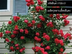 จำหน่ายเมล็ดพันธุ์กุหลาบ(เมล็ดพันธุ์นำเข้าคุณภาพดี)