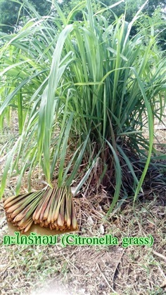 ตะไคร้หอม (Citronella grass)