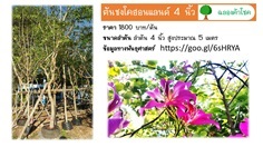 ชงโคฮอลแลนด์ ขนาด 4 นิ้ว