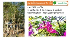 ชงโคฮอลแลนด์ ขนาด 5 นิ้ว