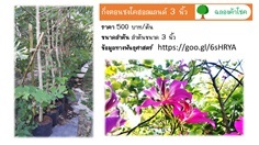 กิ่งตอนชงโคฮอลแลนด์ 3 นิ้ว