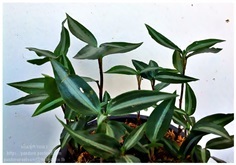 ลายน้ำทอง Jewel Orchid