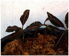 ลายน้ำทอง Jewel Orchid