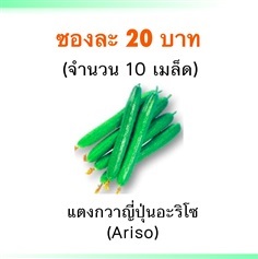 เมล็ดแตงกวาญี่ปุ่นอะริโซ (Ariso)