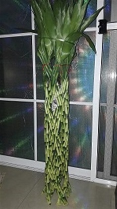 dacena lucky bamboo ไผ่กวนอิม ไม้มงคล  