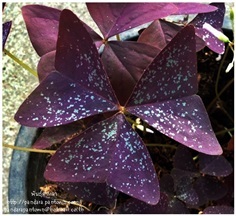 Oxalis  Hybrid 