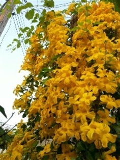 เหลืองชัชวาล - Cat&#39;s Claw Creeper (กทม)