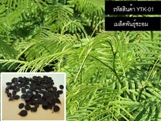 จำหน่ายเมล็ดพันธุ์ชะอม (เมล็ดพันธุ์คุณภาพดี)