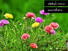 จำหน่ายเมล็ดพันธุ์คุณนายตื่นสาย เมล็ดแพรเซี่ยงไฮ้