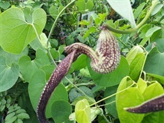 ต้นไก่ฟ้าพญาลอ - Aristolochia ringens (กทม)   