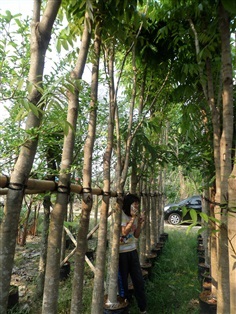 ขายไม้ล้อม ต้นมะฮอกกานี 4 นิ้ว สูง 4.5 เมตร
