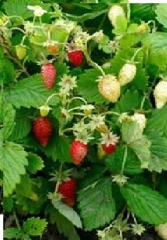 เมล็ดพันธุ์ สตรอเบอร์รี่ พันธุ์ Reugen Alpine Strawberry