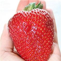 เมล็ดพันธุ์ สตรอเบอร์รี่ สีแดง ผลขนาดใหญ่ Giant strawberry