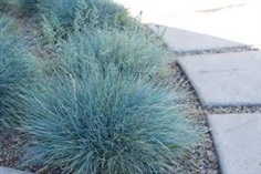 หญ้าสีฟ้า  -เมล็ดพันธุ์   BLUE FESCUE - Festuca glauca Seeds