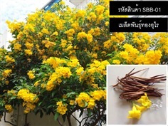 จำหน่ายเมล็ดพันธุ์ทองอุไร (เมล็ดพันธุ์คุณภาพดี)