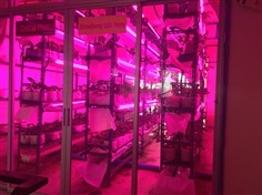 grow light หลอดไฟปลูกผัก